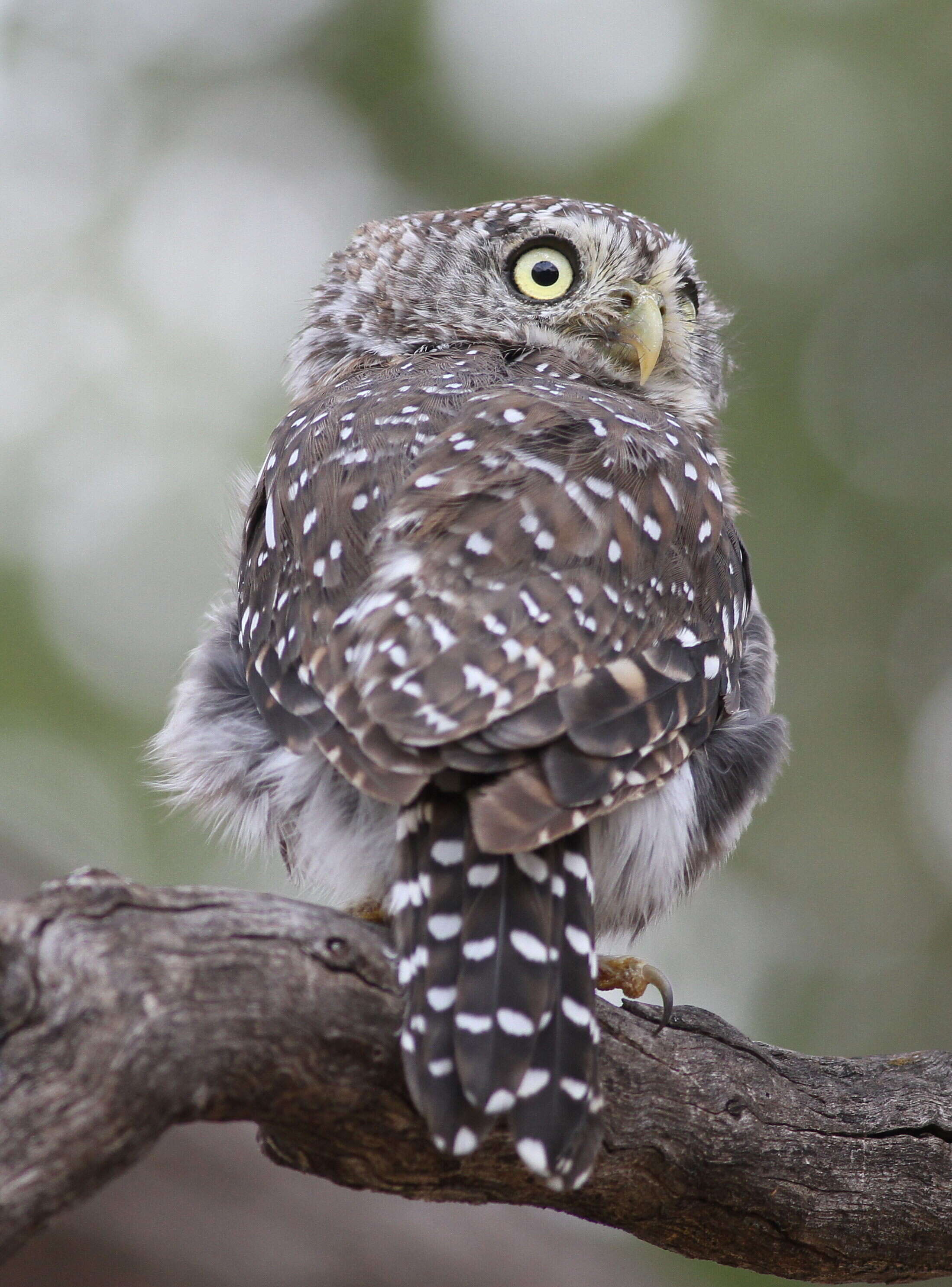 Image of Pearl-spotted Owlet