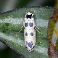 Image of Ethmia hammella Busck 1910