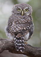 Image of Pearl-spotted Owlet