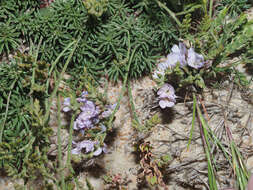 Image of Limonium kraussianum (Buchinger ex Boiss.) Kuntze