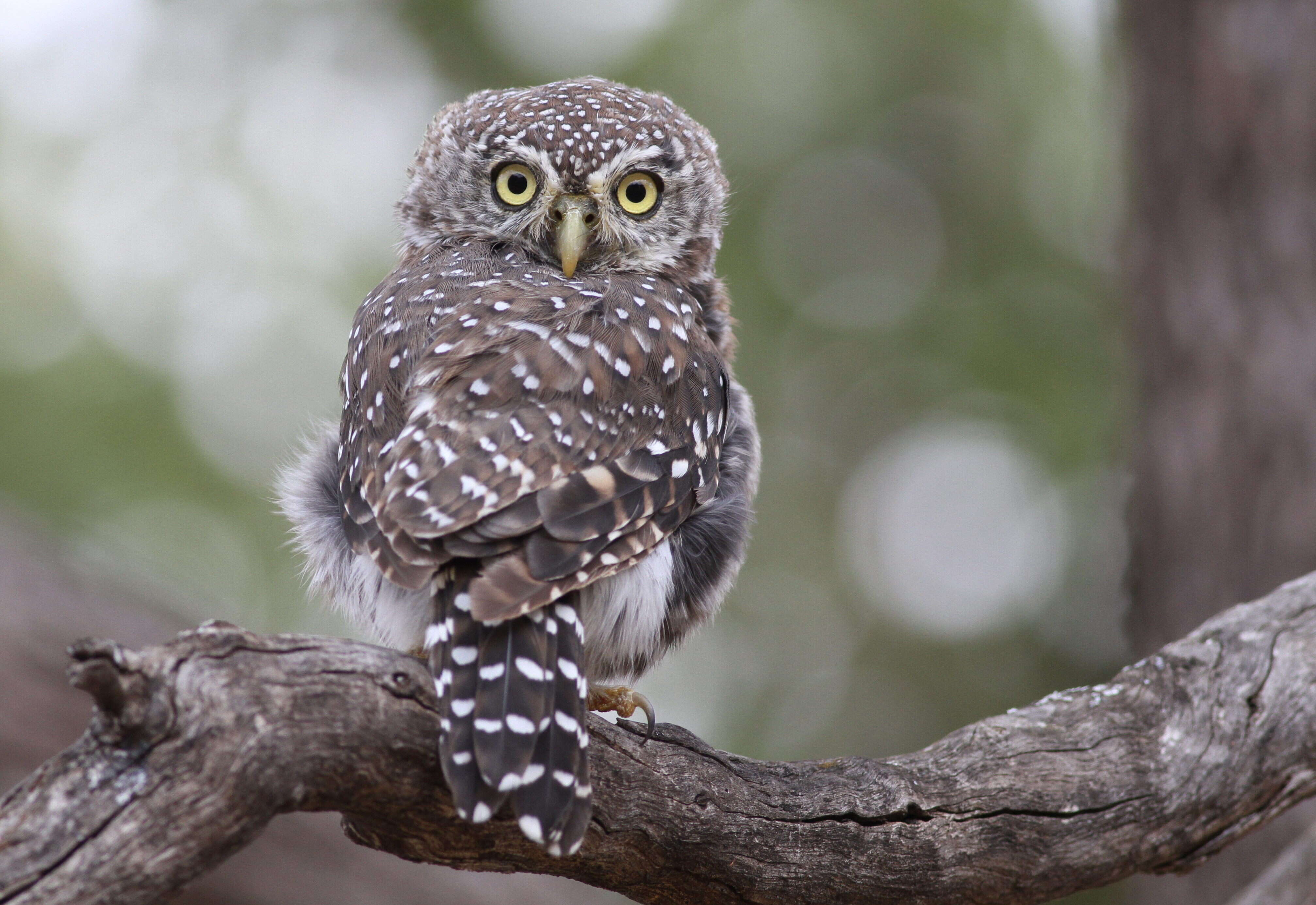 Image of Pearl-spotted Owlet