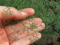 Image of Lomatium filicinum (M. E. Jones) Mansfield & M. Stevens