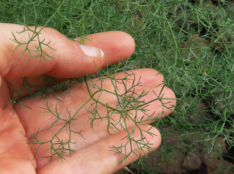 Image de Lomatium filicinum (M. E. Jones) Mansfield & M. Stevens