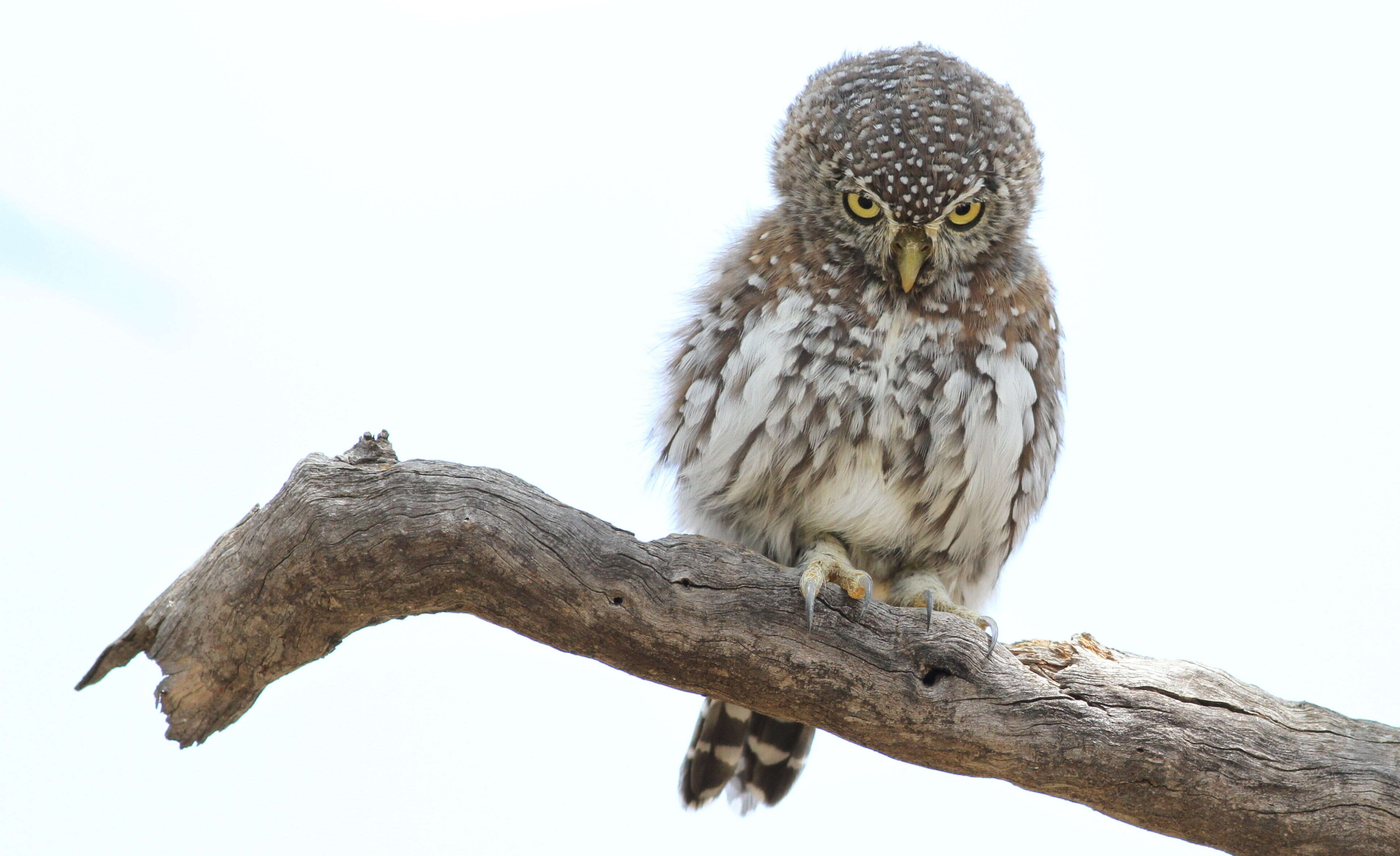 Image of Pearl-spotted Owlet