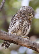 Image of Pearl-spotted Owlet