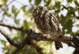 Image of Pearl-spotted Owlet