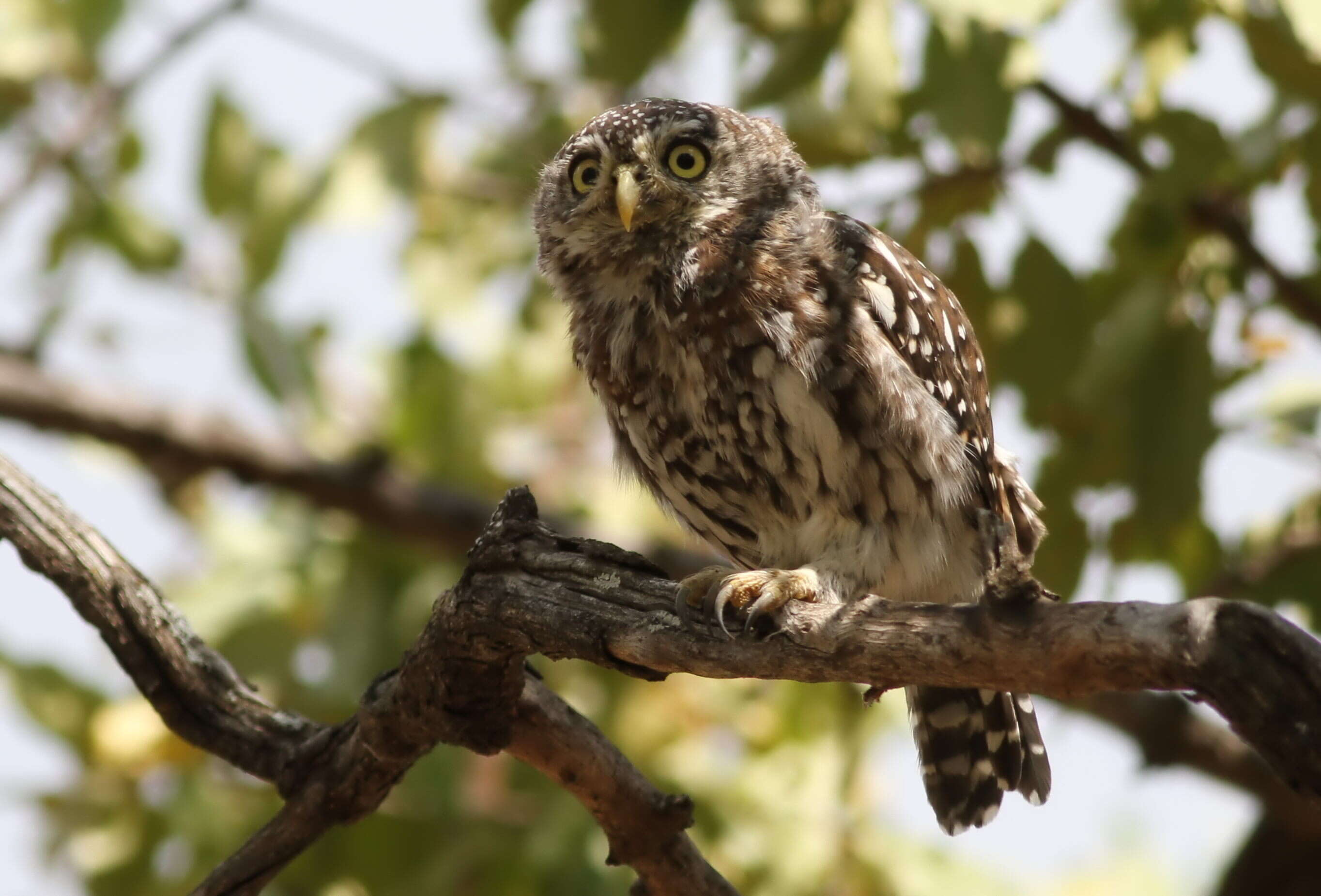 صورة Glaucidium perlatum (Vieillot 1817)