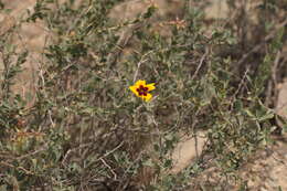 Image of Rosa persica Michx. ex J. F. Gmel.