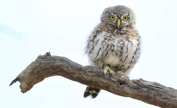 Image of Pearl-spotted Owlet