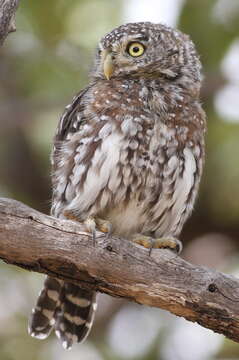 Image of Pearl-spotted Owlet