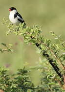 Image of Pin-tailed Whydah