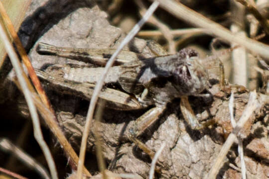 Слика од Melanoplus aspasmus Hebard 1919