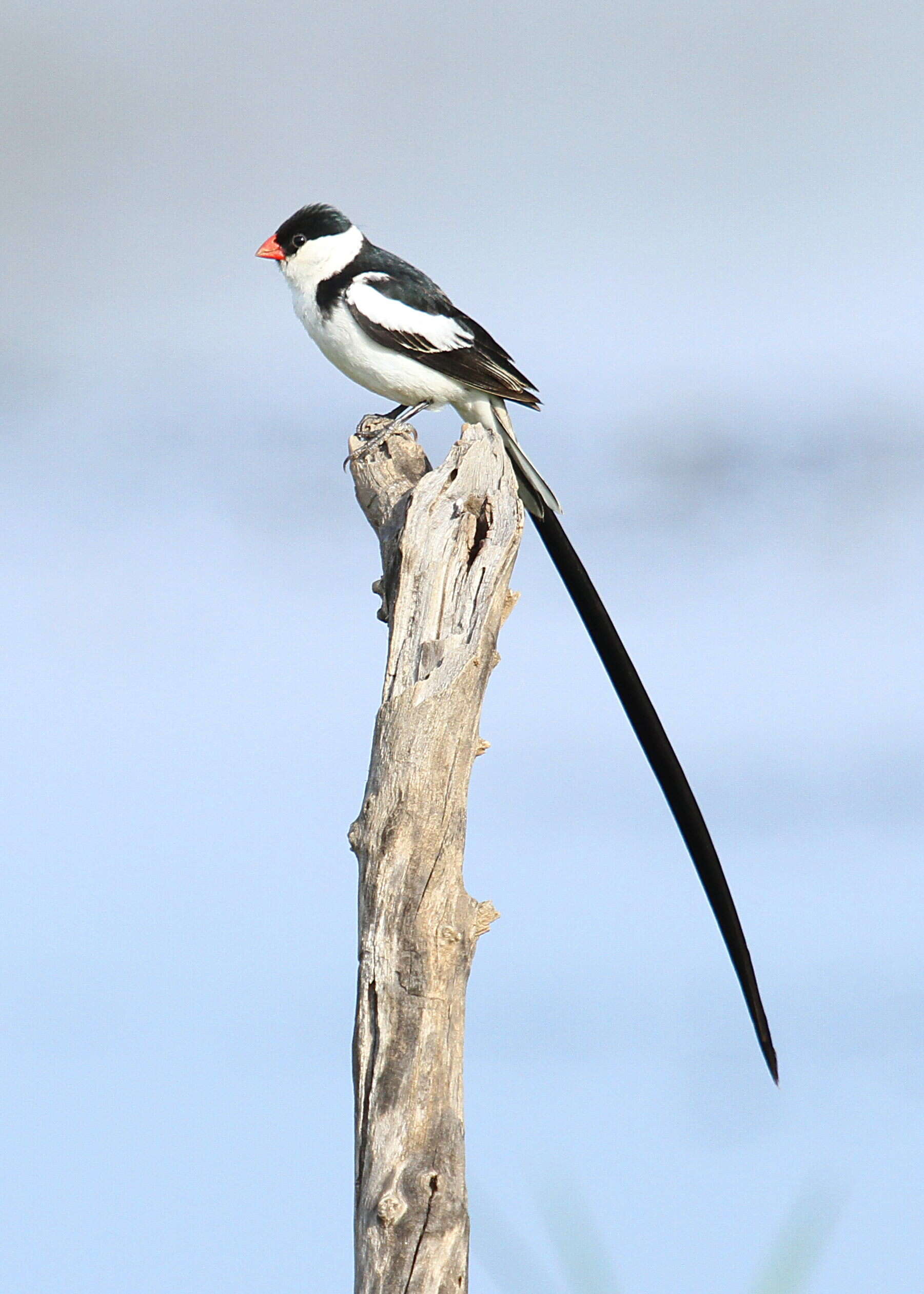 Image of Pin-tailed Whydah