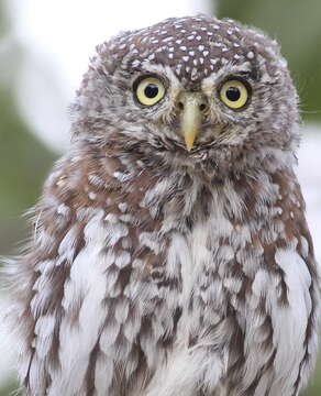 Image of Pearl-spotted Owlet