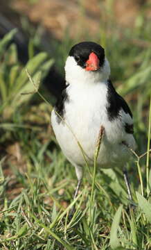 Image of Pin-tailed Whydah