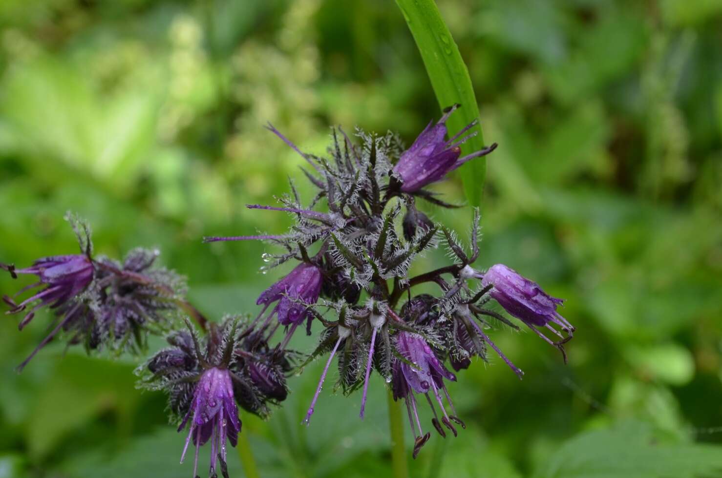 Image of eastern waterleaf