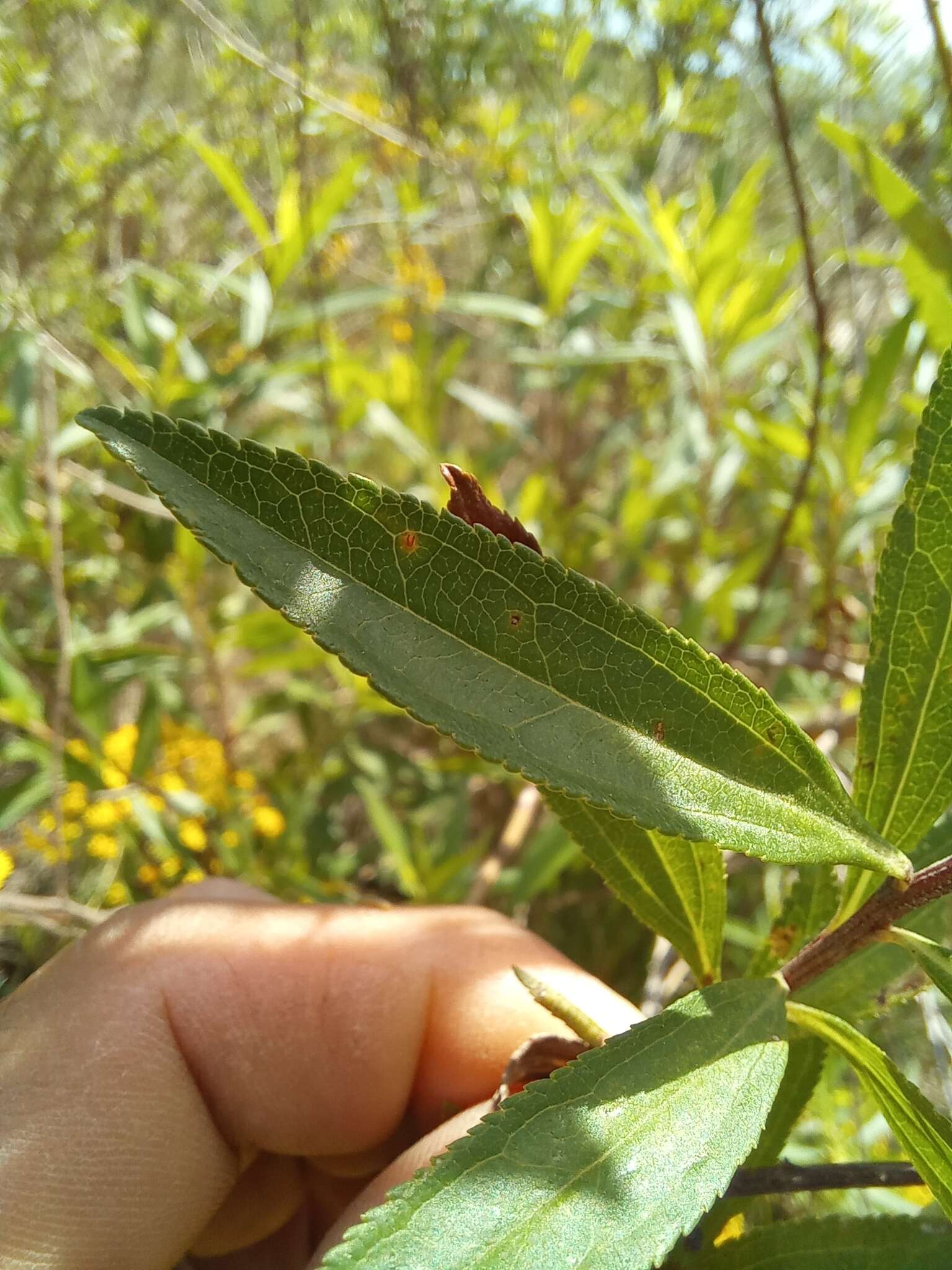 Image of Baccharis punctulata DC.