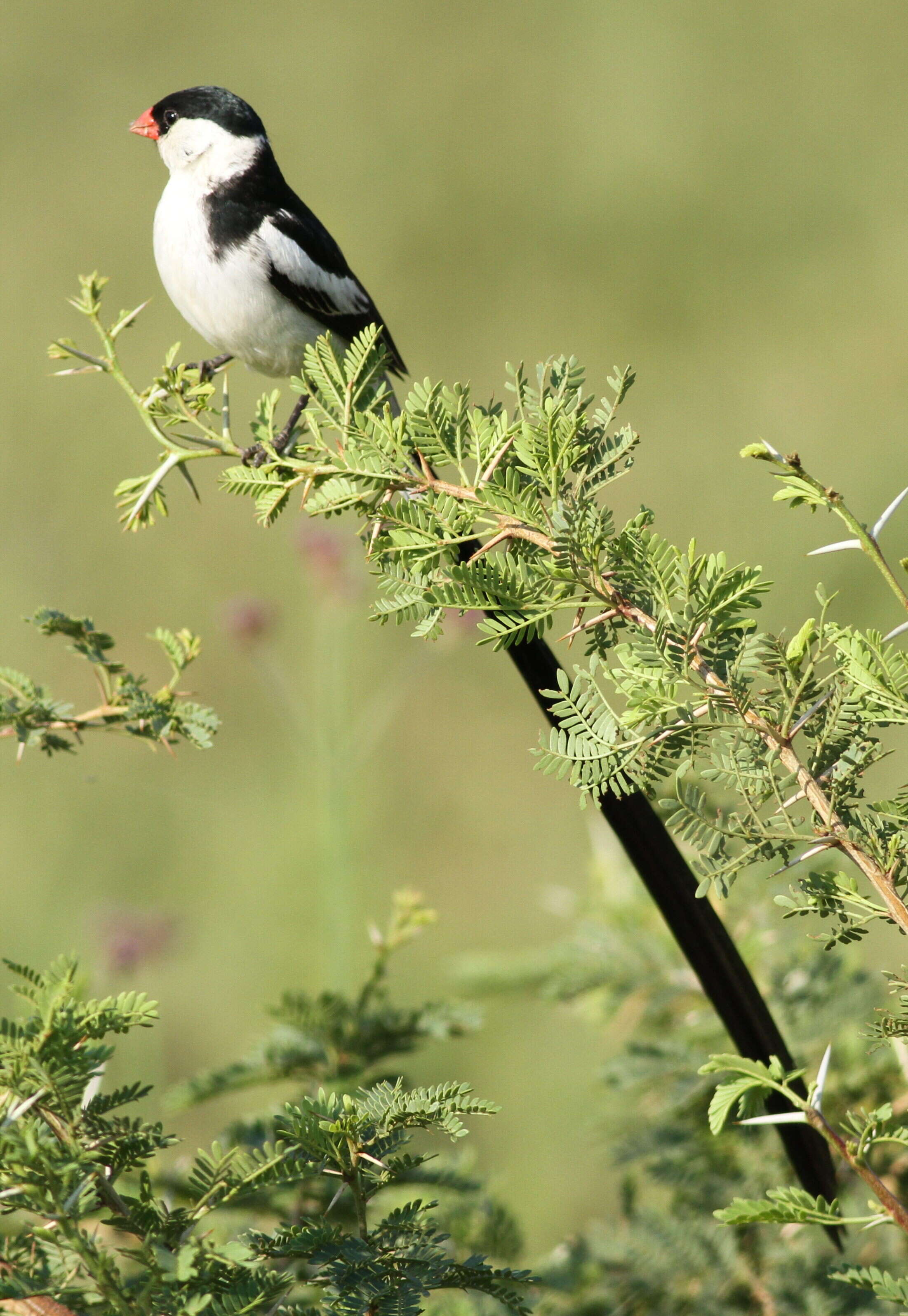 Image of Pin-tailed Whydah