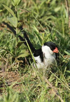 Image of Pin-tailed Whydah