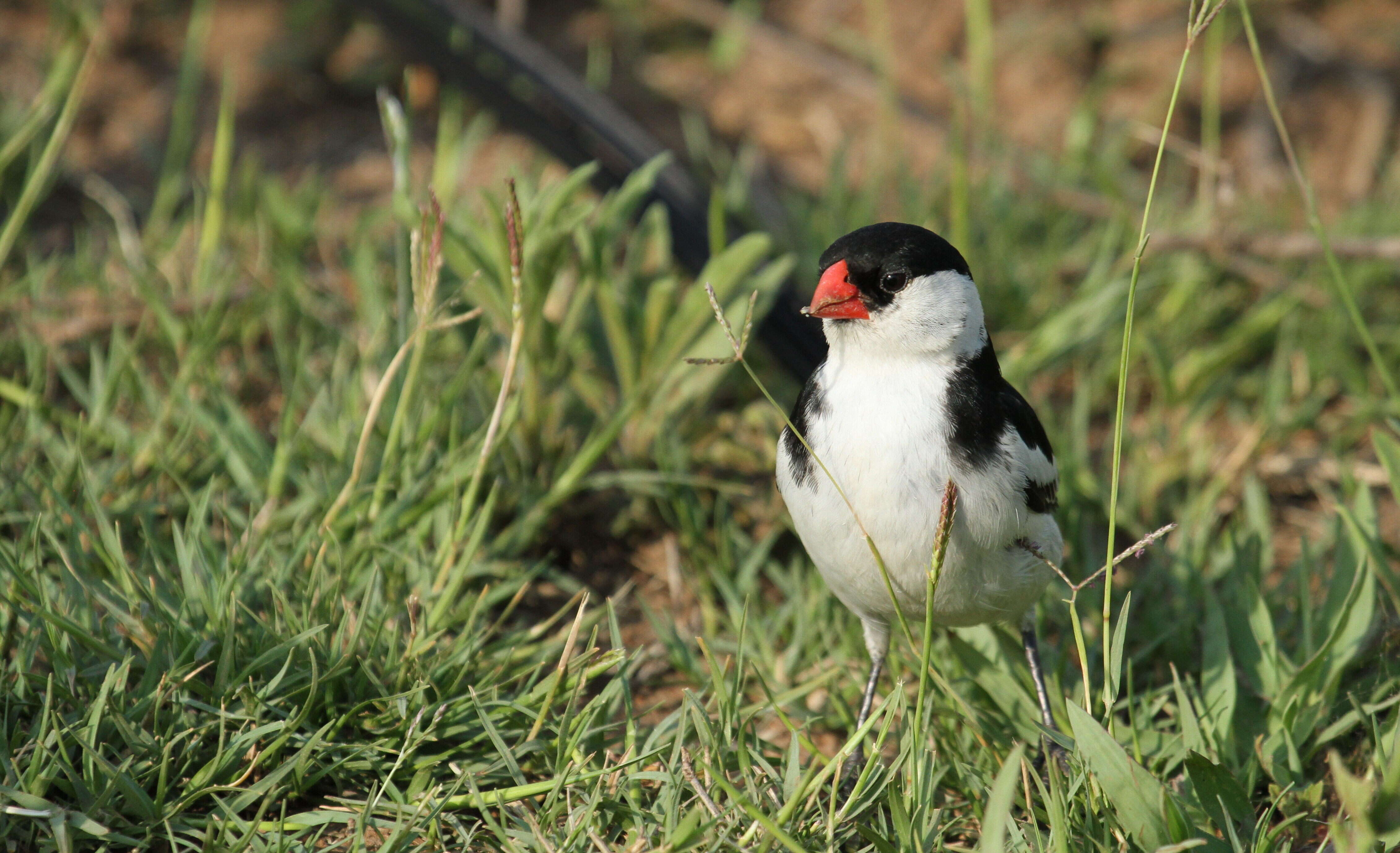 Image of Pin-tailed Whydah