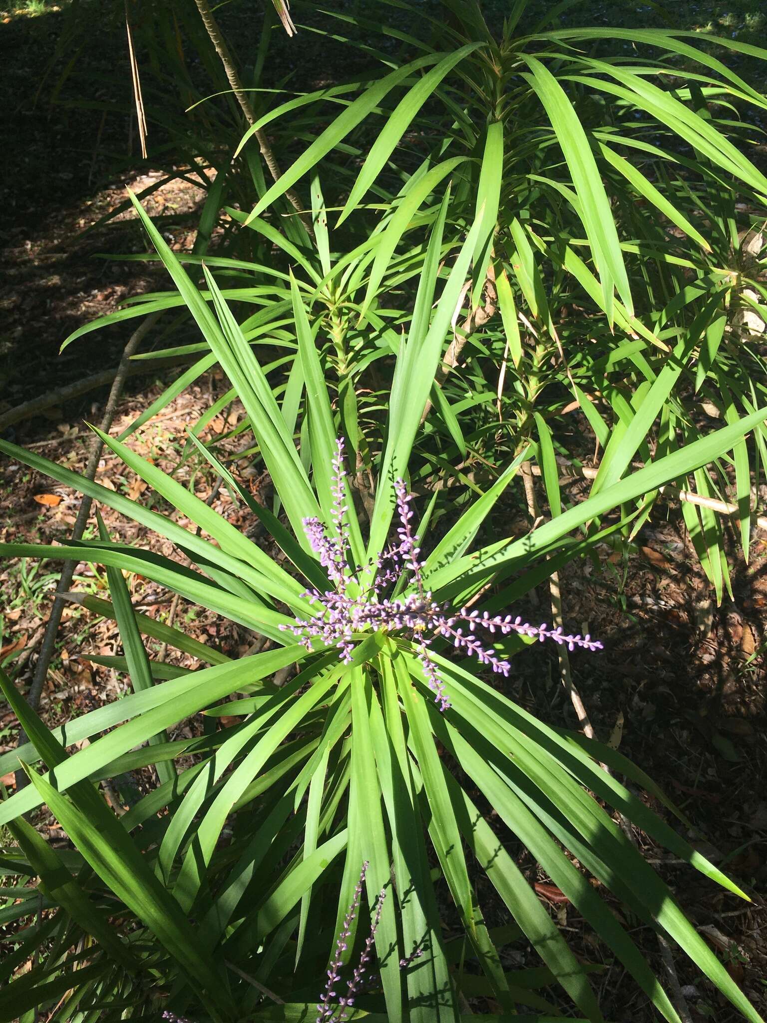 Imagem de Cordyline stricta (Sims) Endl.