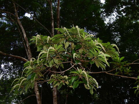 Image of Croton matourensis Aubl.