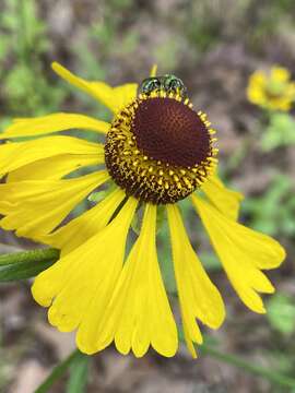 Image of Oldfield Sneezeweed