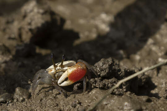 Image of Tubuca dussumieri (H. Milne Edwards 1852)