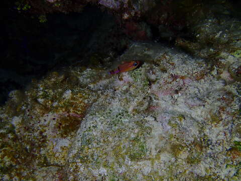 Image of Belted Cardinalfish