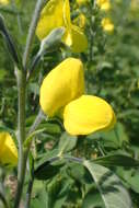 Image of Thermopsis lupinoides (L.) Link