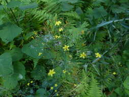 Image of wall lettuce