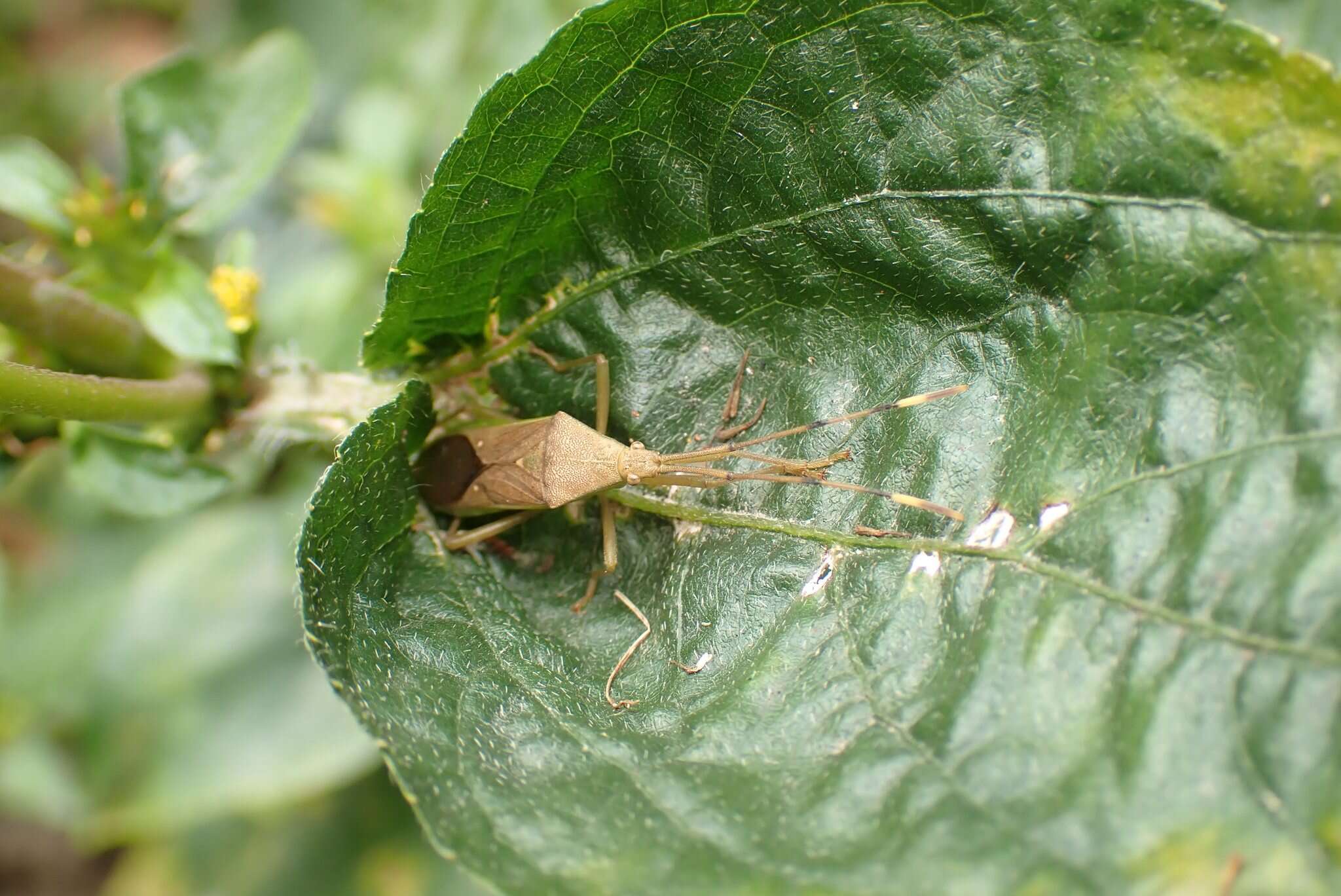 Image of Homoeocerus (Anacanthocoris) bipustulatus Stål 1871