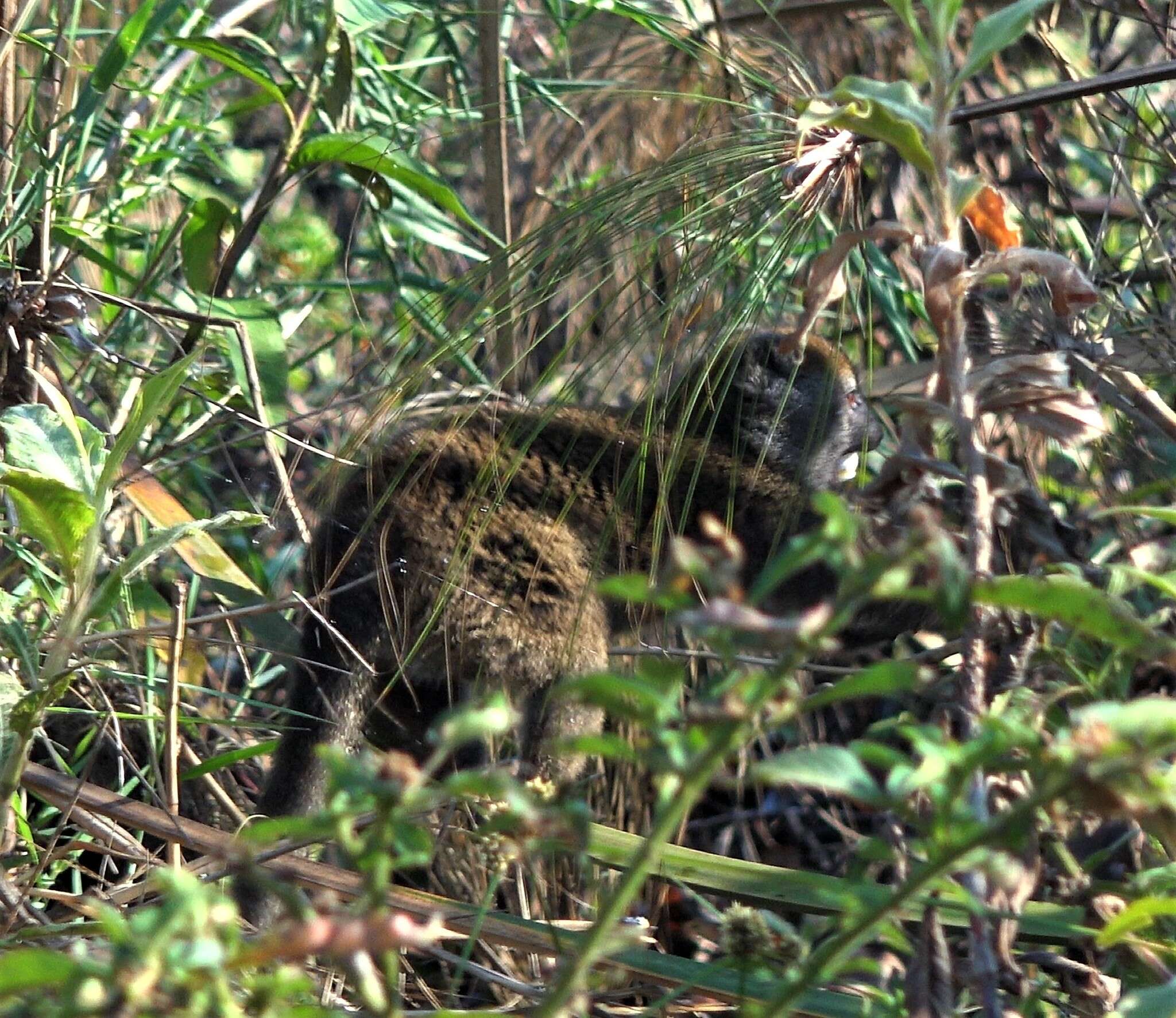 Image of Alaotra Reed Lemur