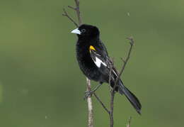 Image of White-winged Whydah