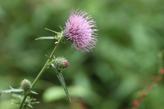 Image of Cirsium nipponicum (Maxim.) Mak.