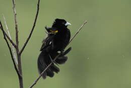 Image of White-winged Whydah