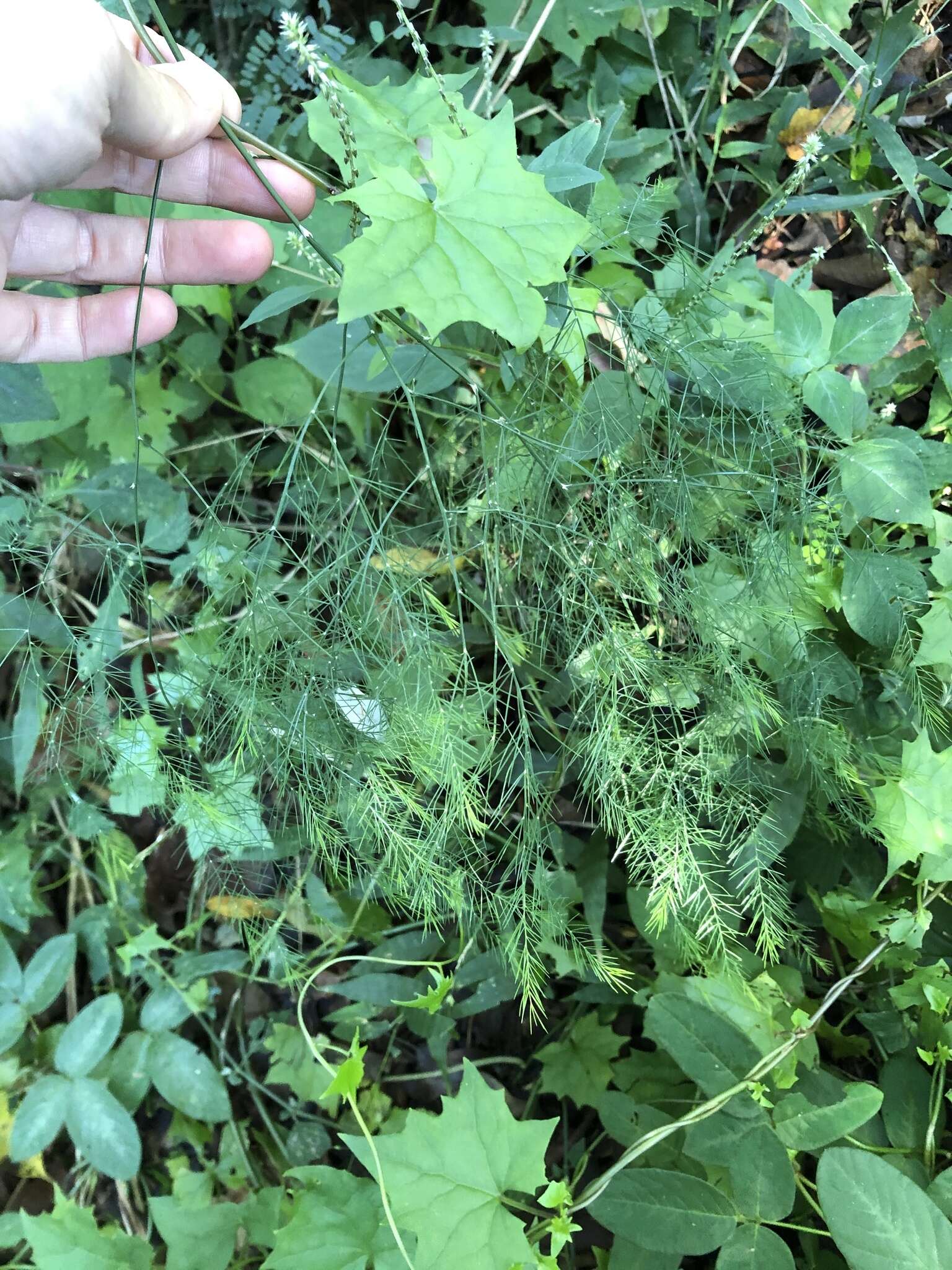 Image of Broom asparagus