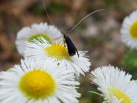 Image of Southern Longhorn Moth