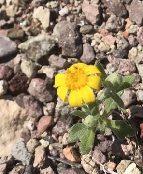 Image of beautiful woolly sunflower