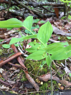 Polygonatum pubescens (Willd.) Pursh resmi