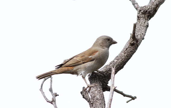 Image of Cape Sparrow