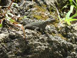 صورة Sceloporus minor cyaneus Treviño-saldaña 1988