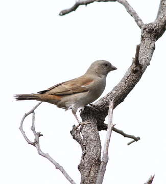 Image of Cape Sparrow