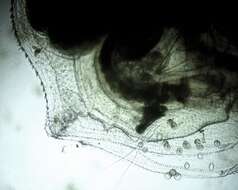 Image of Water flea