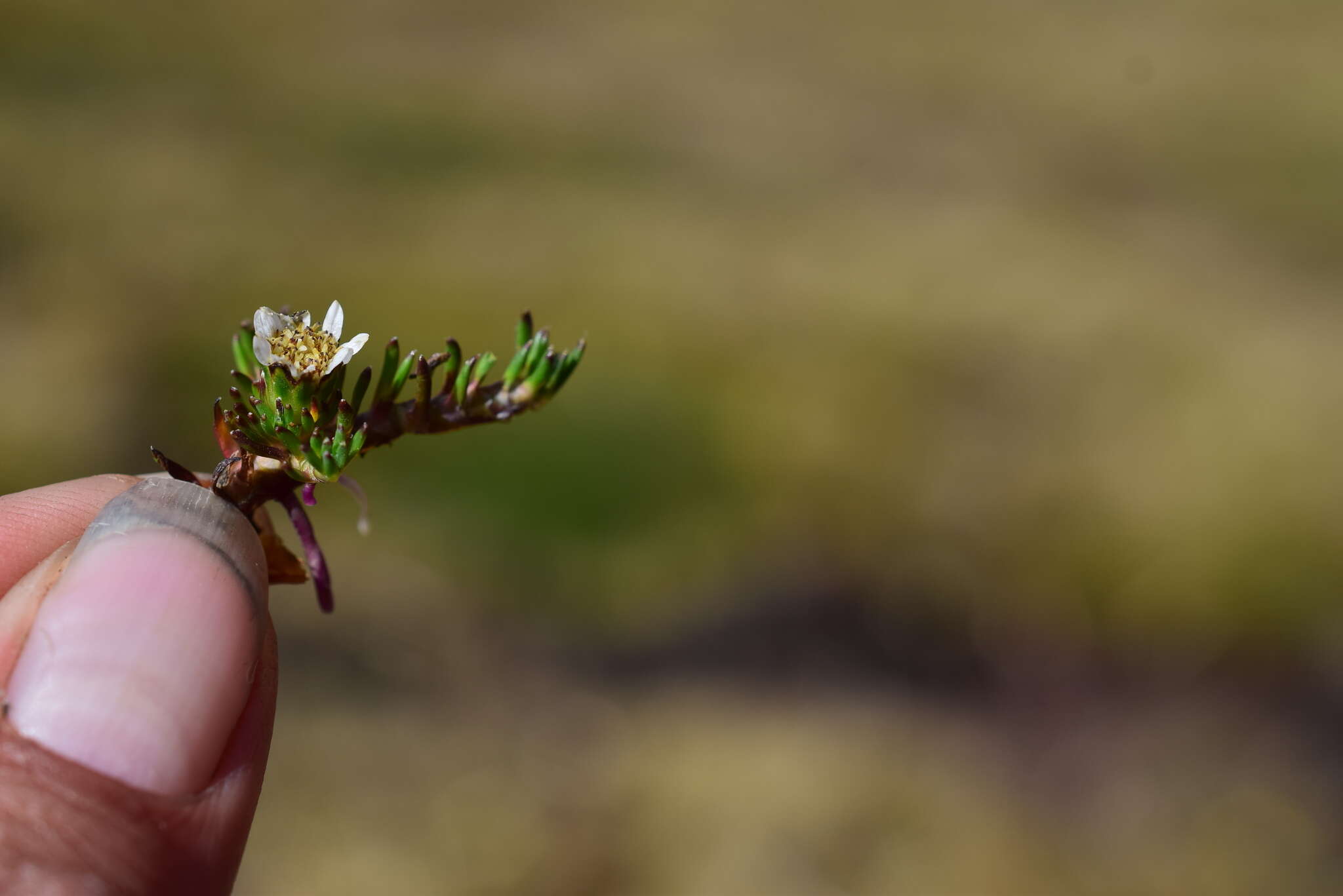 Image of Oritrophium limnophilum (Sch. Bip.) Cuatrec.