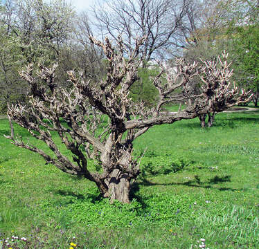 Image of trumpet creeper