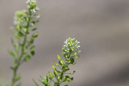 Image of Virginia pepperweed