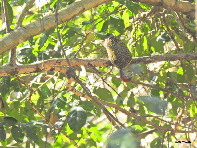 صورة Campethera abingoni constricta Clancey 1965