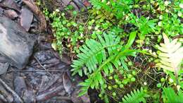 Image of resurrection fern