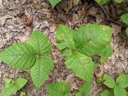 صورة Stigmella rhoifoliella (Braun 1912) Newton et al. 1982